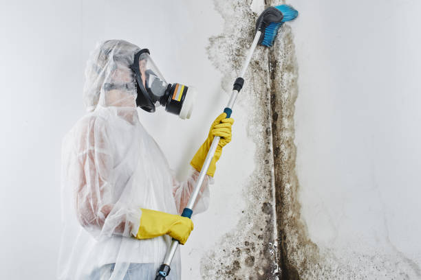 Best Mold Testing  in Troy, TN
