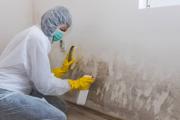 Certified Mold Removal in Troy, TN