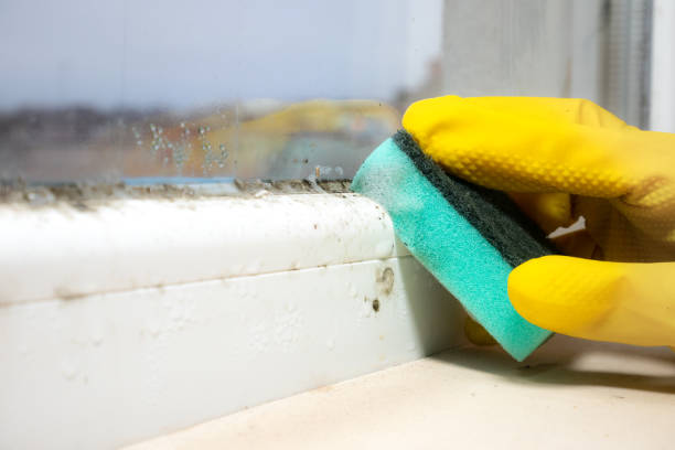 Crawl Space Mold Removal in Troy, TN