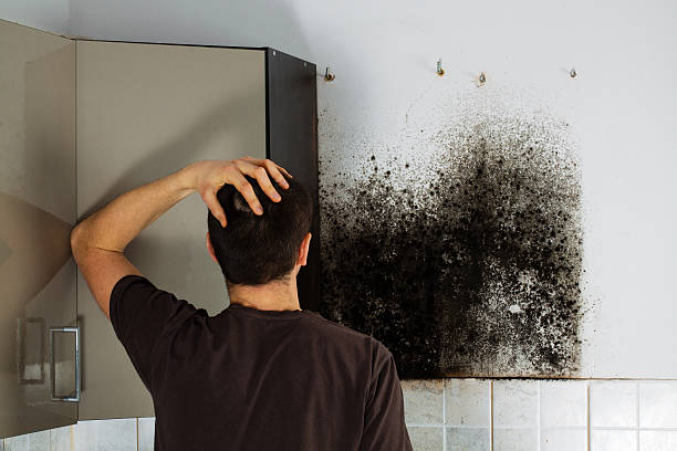 Best Mold Cleaning Services  in Troy, TN