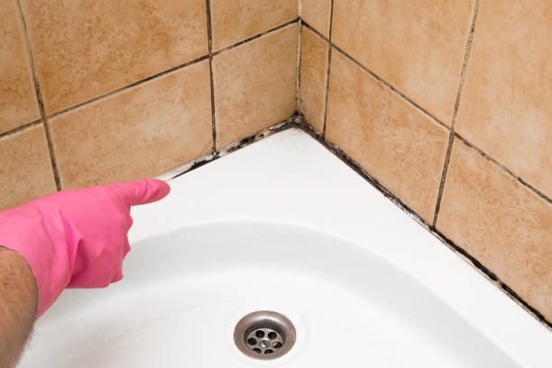 Best Black Mold Removal  in Troy, TN